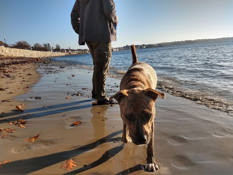Good Harbor Beach (Gloucester)