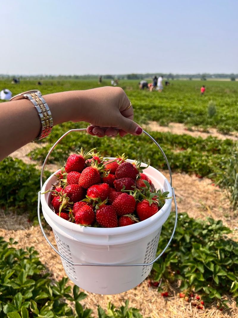 Heider’s Berry Farm (Woodstock, IL)