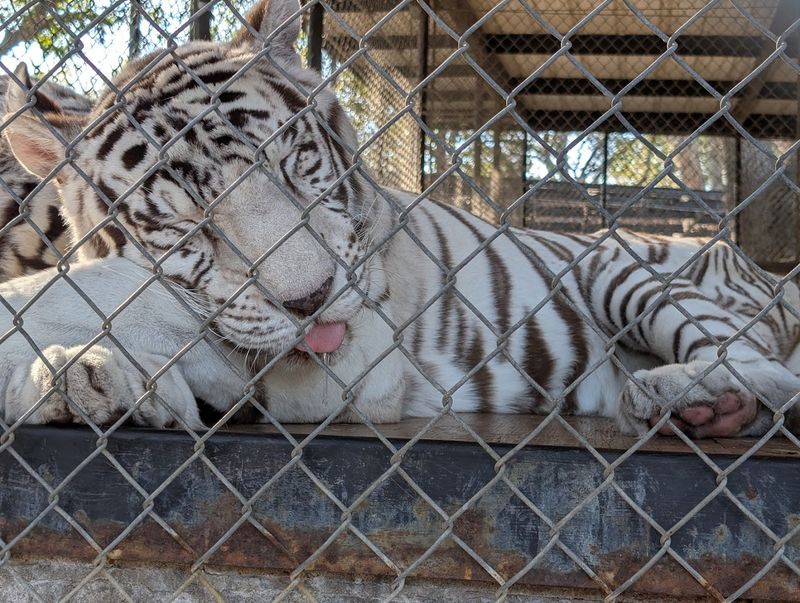 In-Sync Exotics Wildlife Rescue & Educational Center (Wylie)