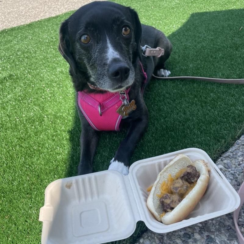 It is one of the more dog-friendly casual spots around It is one of the more dog-friendly casual spots around