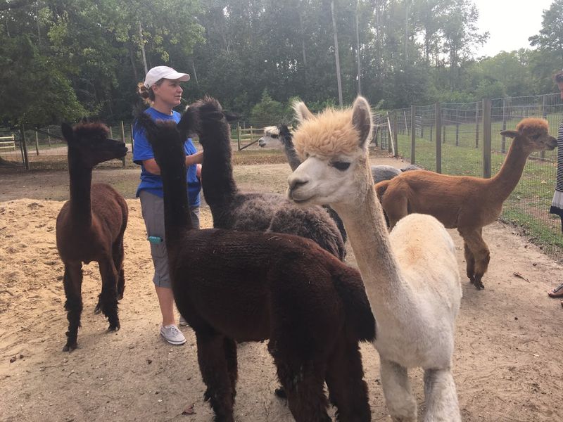 Jersey Shore Alpacas in Cape May