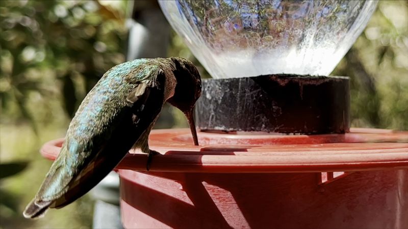 Watching Hummingbirds Here Feels Almost Unreal Watching Hummingbirds Here Feels Almost Unreal