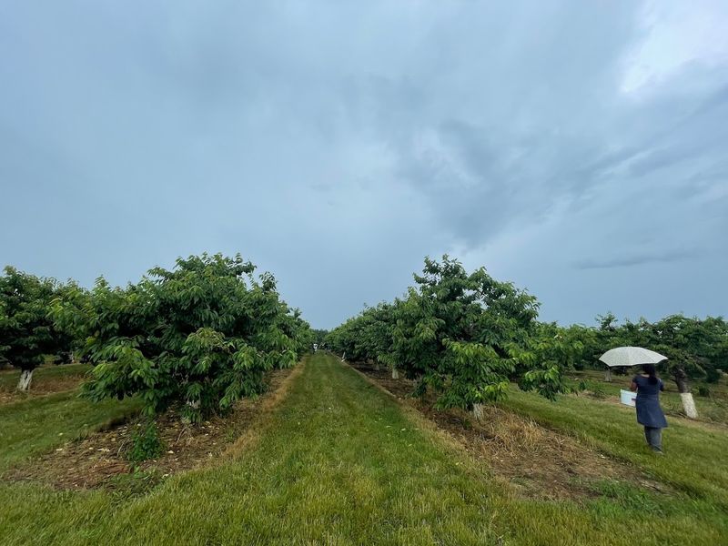 Jollay Orchards — Coloma