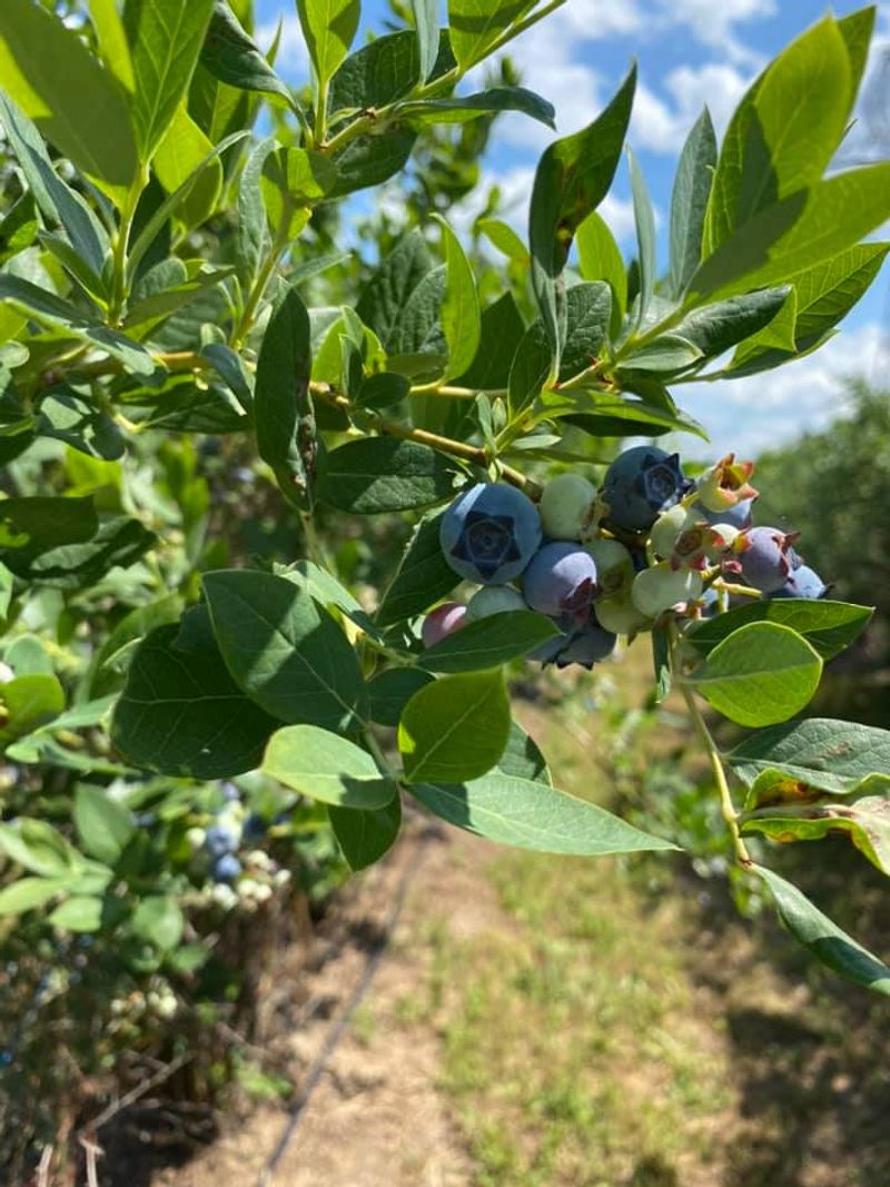 Lyon Farms (Creedmoor)