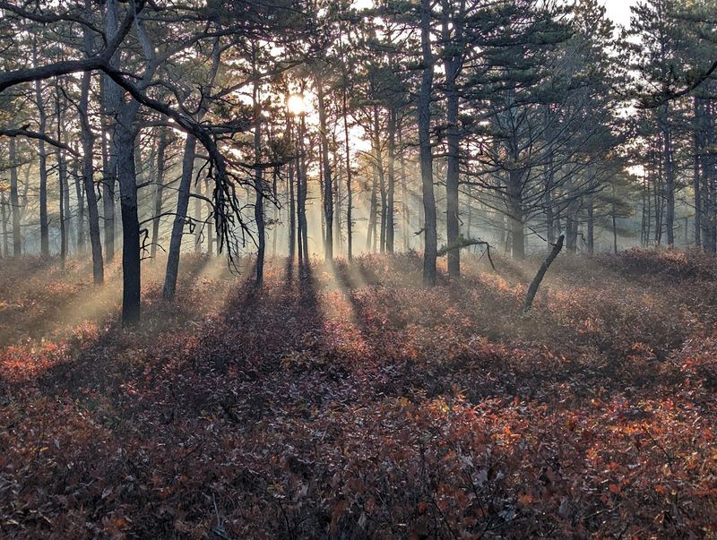 Myles Standish State Forest (Carver & Plymouth)