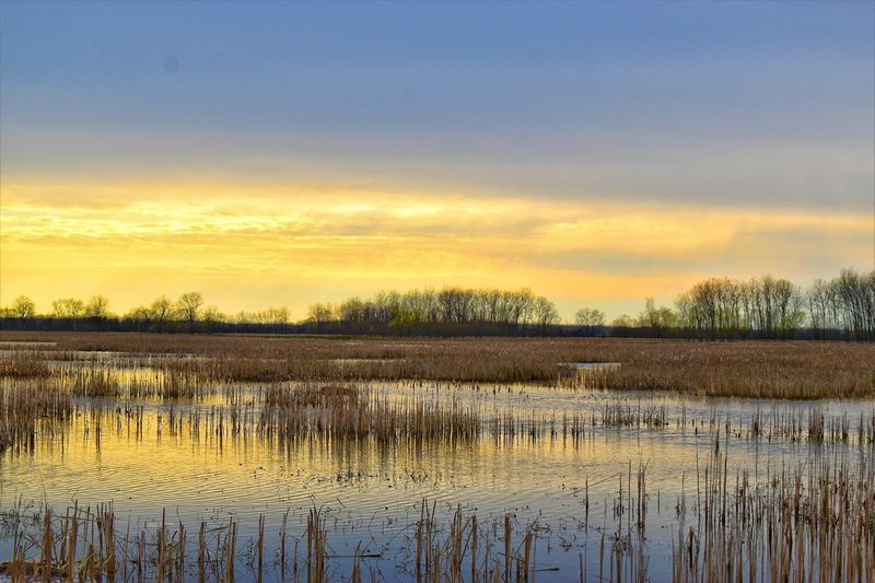 Killdeer Plains Wildlife Area, Harpster, Ohio Killdeer Plains Wildlife Area, Harpster, Ohio