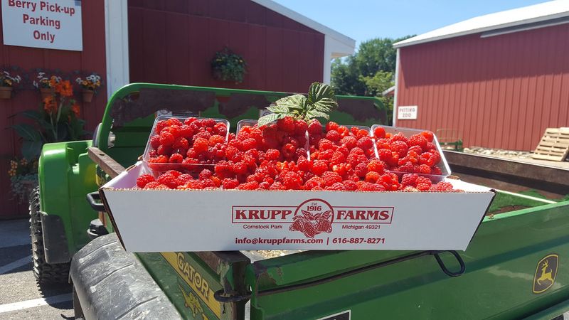 Krupp Farms Krupp Farms