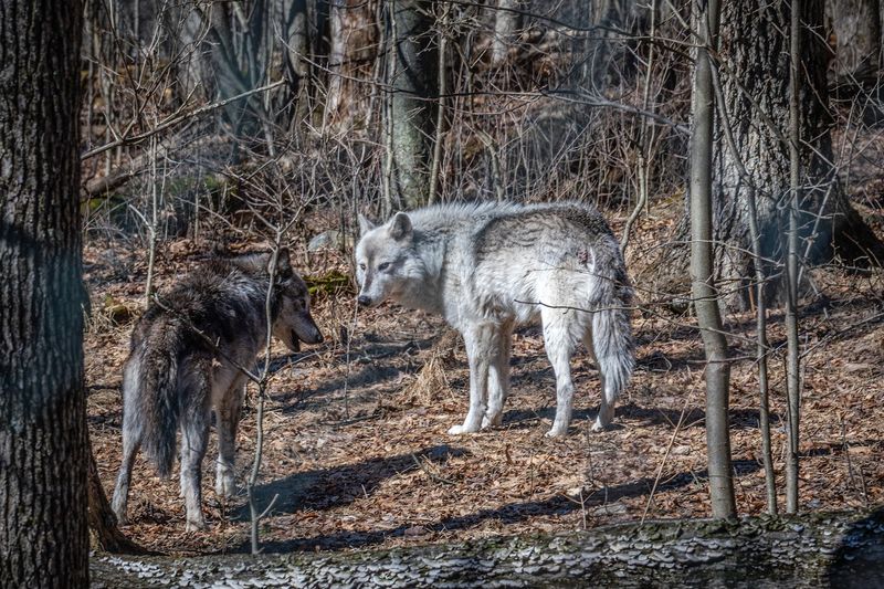 Lakota Wolf Preserve - Columbia