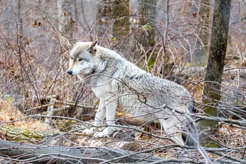 Lakota Wolf Preserve - Columbia, New Jersey Lakota Wolf Preserve - Columbia, New Jersey