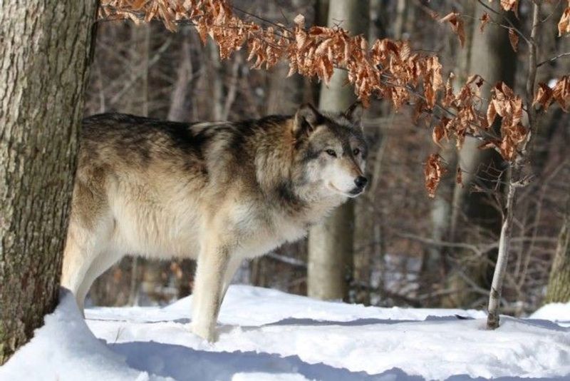 Lakota Wolf Preserve in Columbia