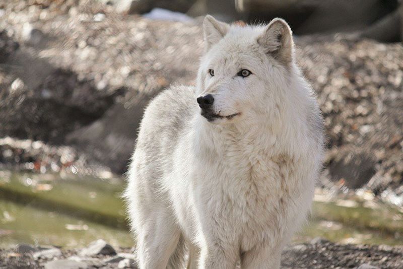 Lakota Wolf Preserve