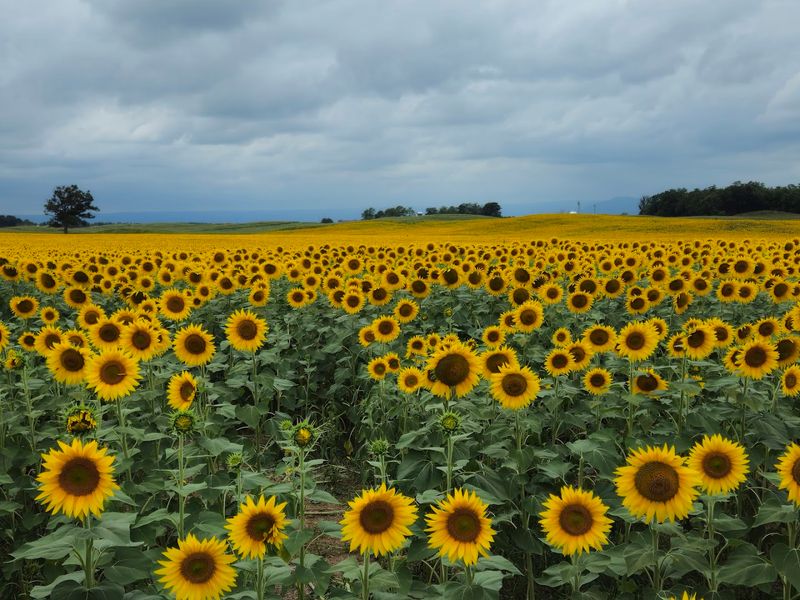 Late summer is the moment to plan your visit Late summer is the moment to plan your visit