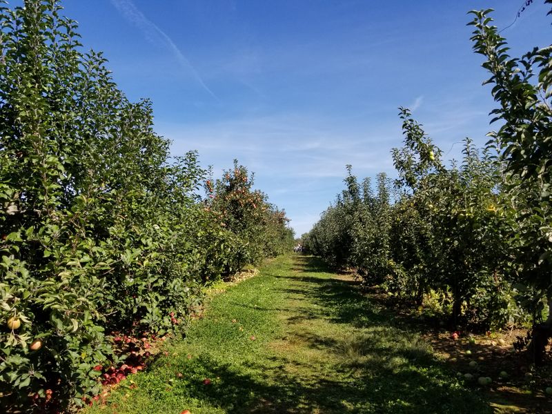 Linvilla Orchards