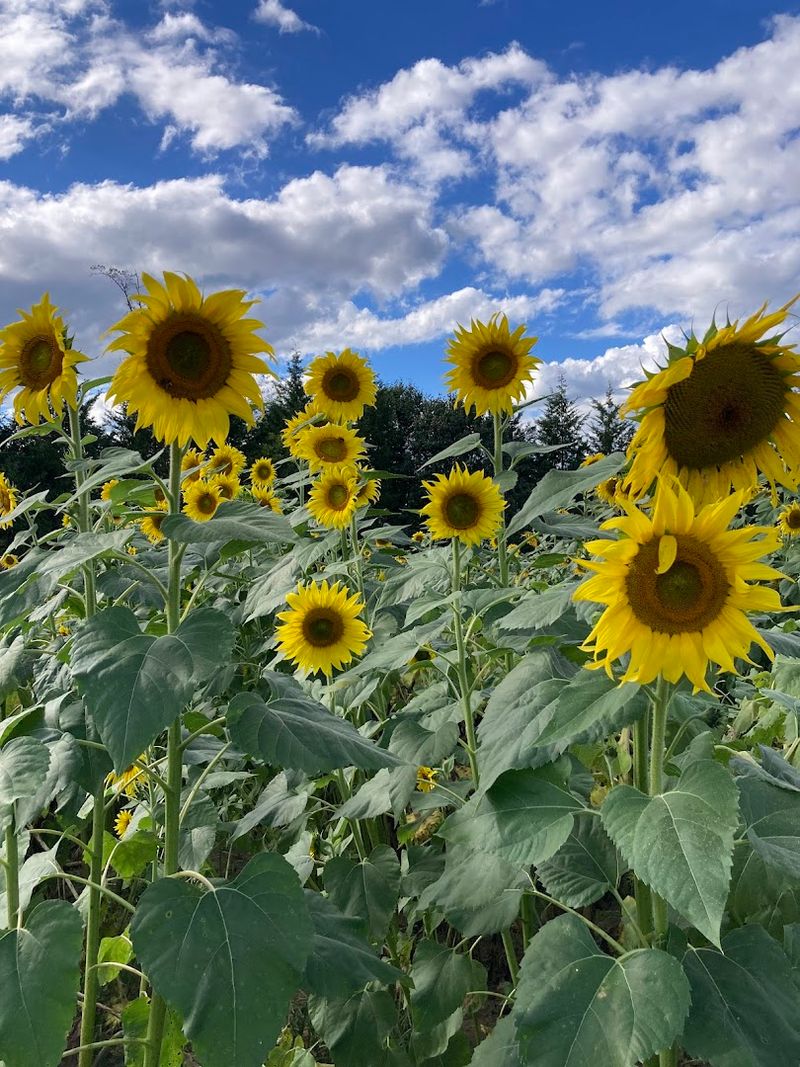 Little Creek Flowers — Cookeville