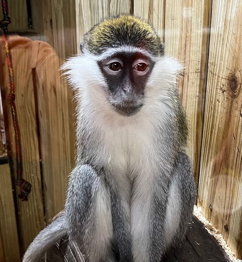Little Ponderosa Zoo & Rescue — Clinton