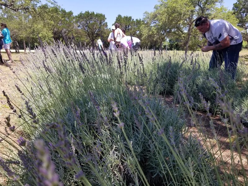 Local Lavender Farm Tours and U-Pick Experiences