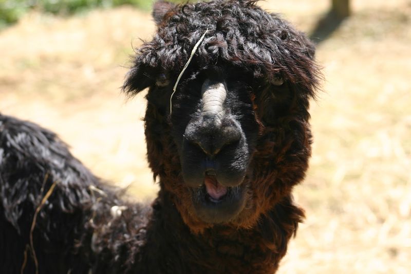 Long Hollow Suri Alpacas — Gallatin