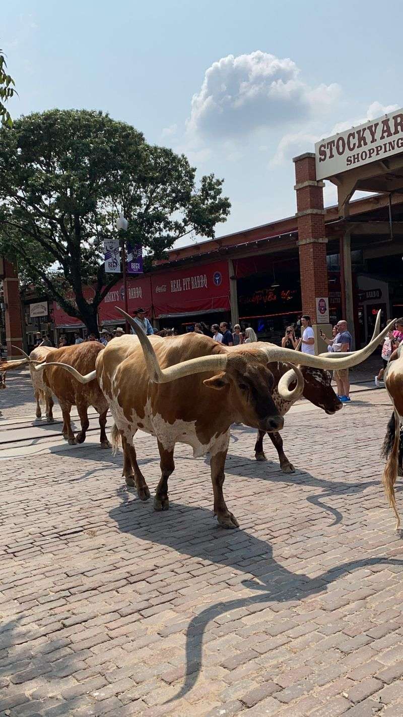 Longhorn Cattle Longhorn Cattle