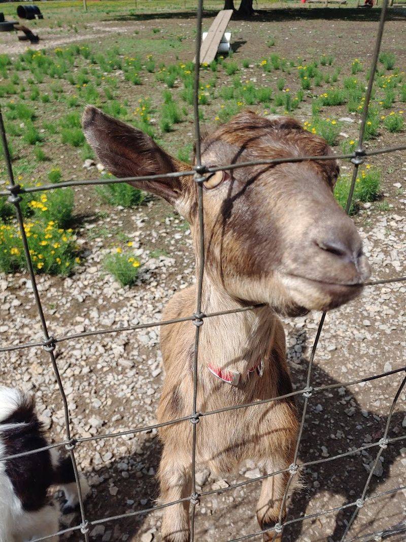 Lucky Ladd Farms — Eagleville