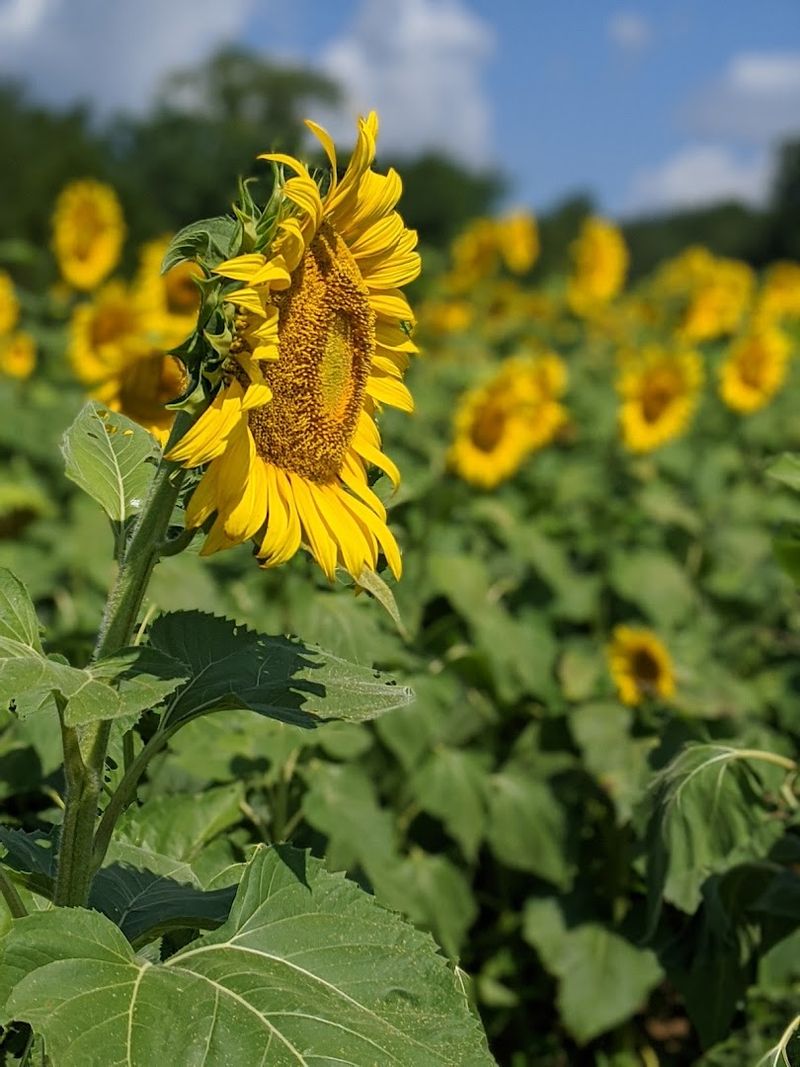 Lucky Ladd Farms — Eagleville