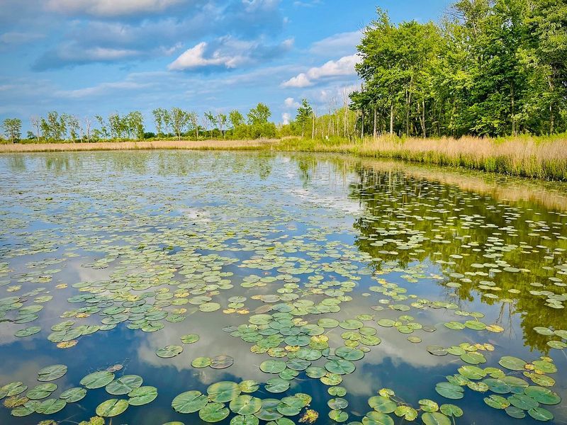 Magee Marsh Wildlife Area, Oak Harbor, Ohio Magee Marsh Wildlife Area, Oak Harbor, Ohio