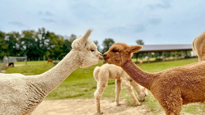 Majestic Meadows Alpacas, Medina, Ohio Majestic Meadows Alpacas, Medina, Ohio