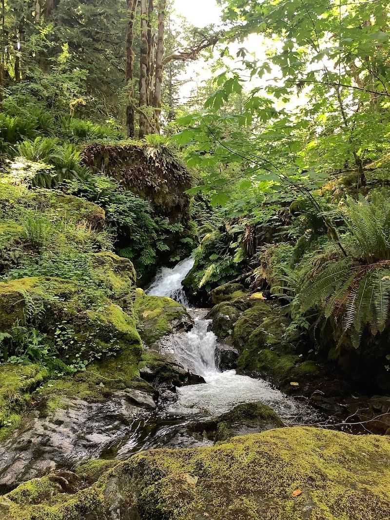 Maple Falls