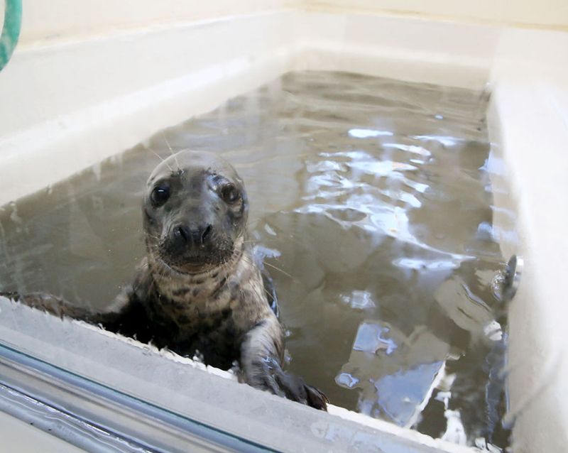 Marine Mammal Stranding Center - Brigantine