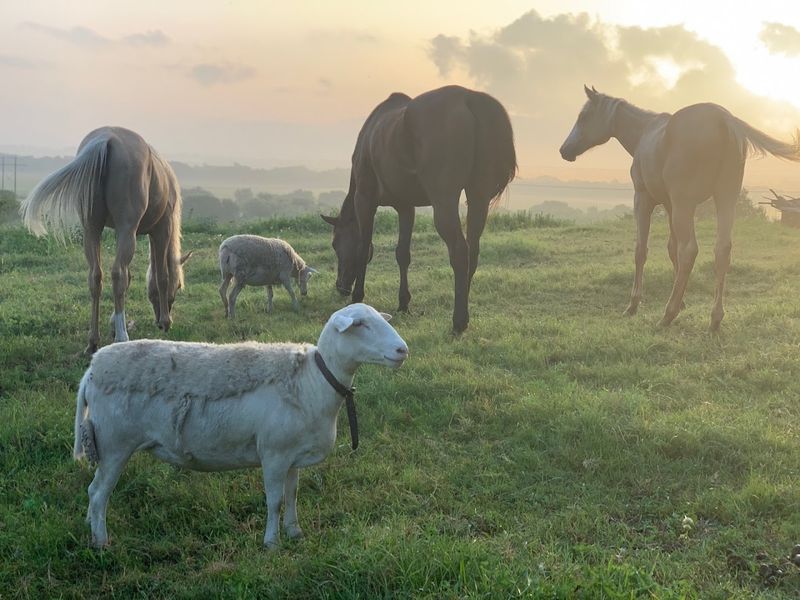 Maverick Horseback Riding (Austin)