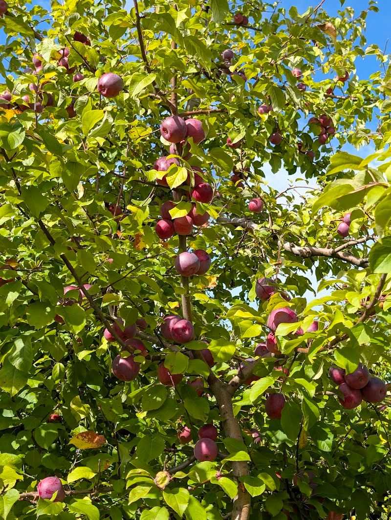 Royal Oak Farm Orchard (Harvard, IL)