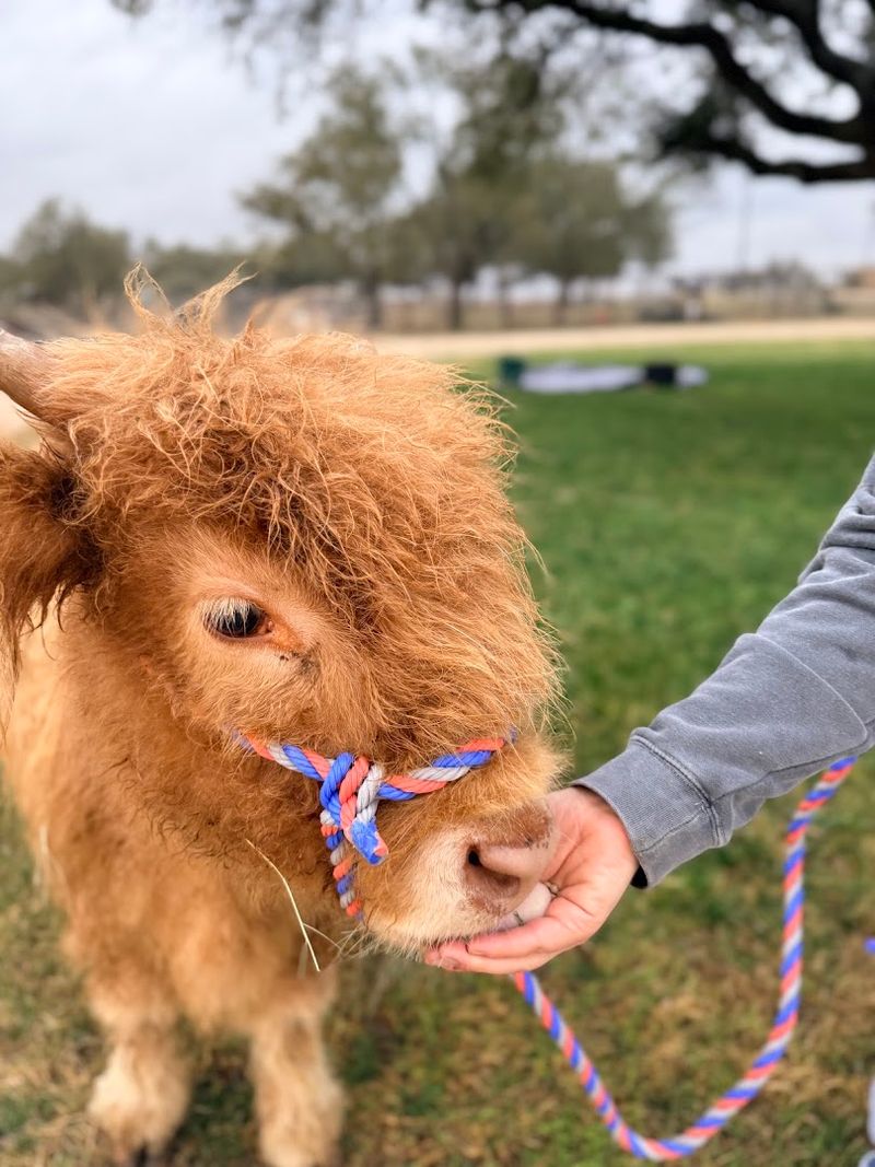 Meet the Mini Highland Cows Meet the Mini Highland Cows