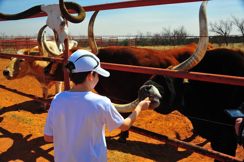 Meeting the Resident Texas Longhorns Up Close Meeting the Resident Texas Longhorns Up Close