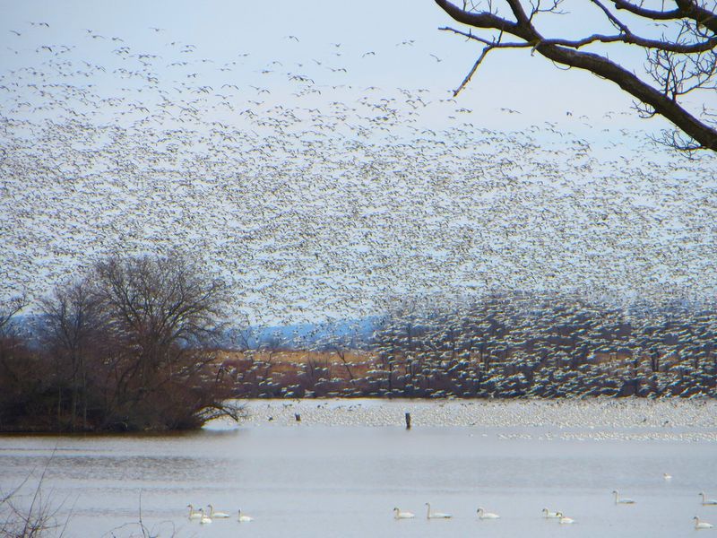 Middle Creek Wildlife Management Area (Lancaster/Lebanon Counties)