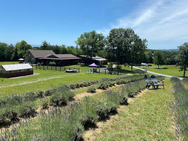 Midfield Lavender Farm — Bulls Gap