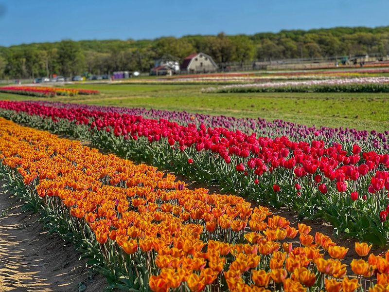 Millions of Tulips Turn This New Jersey Farm Into a Colorful Escape