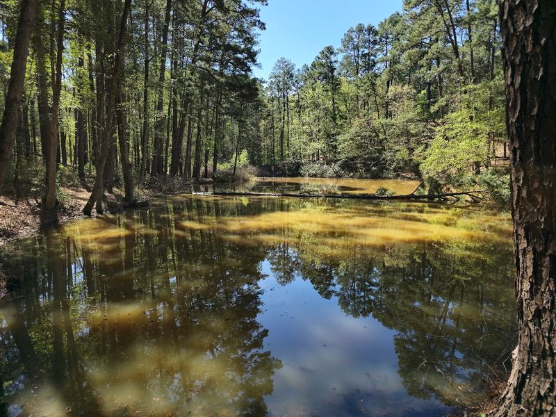 Mission Tejas State Park (Grapeland) Mission Tejas State Park (Grapeland)