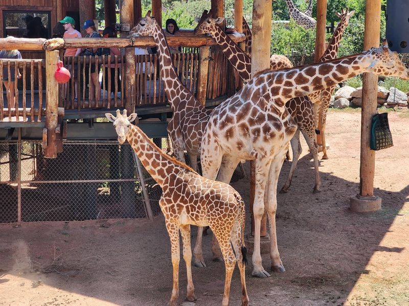 More than 700 animals across a compact, engaging park More than 700 animals across a compact, engaging park