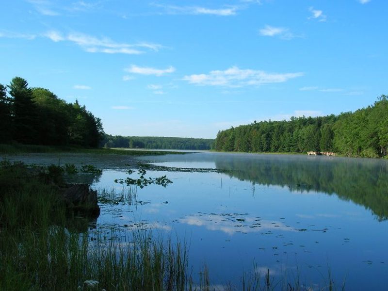 Moshannon State Forest
