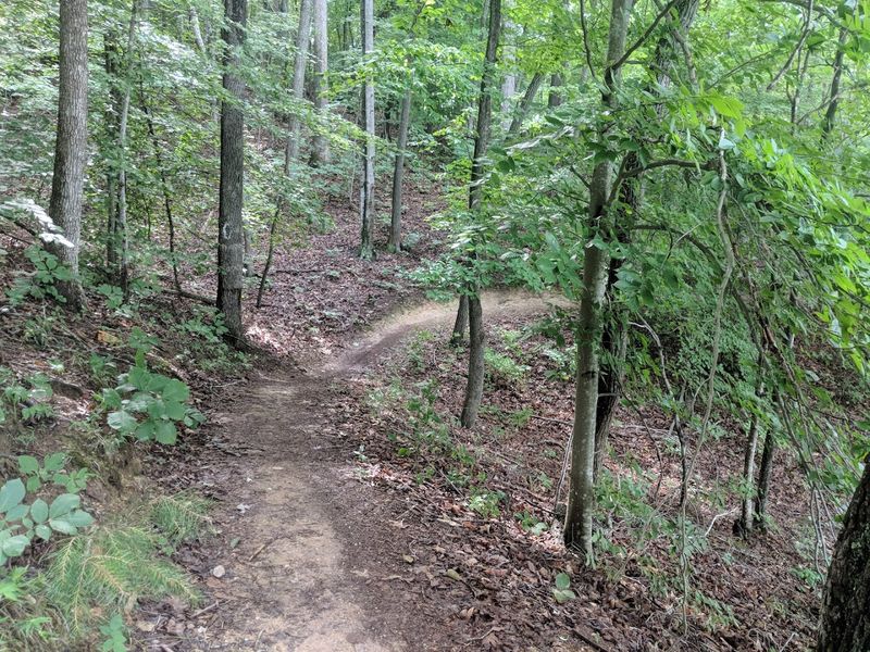 Mountain Biking Trails Bring Adventure To The Woods