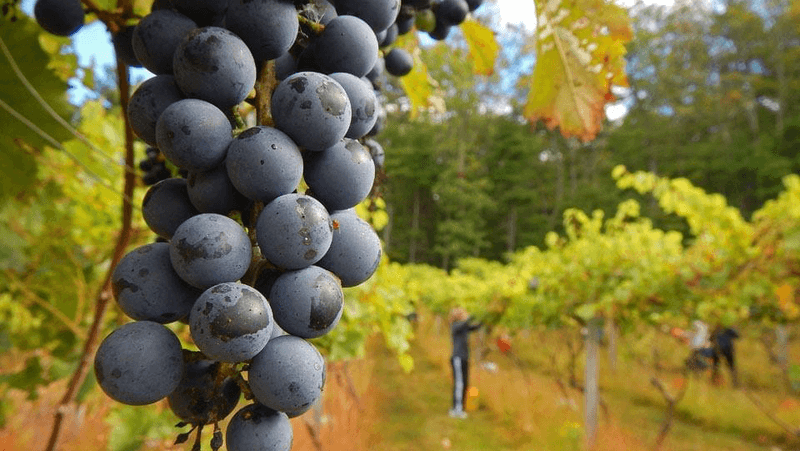 Mountain View Vineyard Restaurant Mountain View Vineyard Restaurant