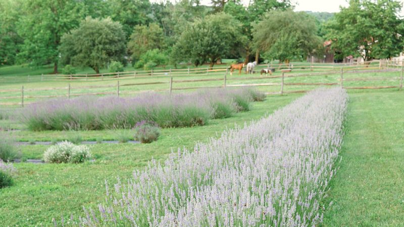 Mt. Airy Lavender Farm
