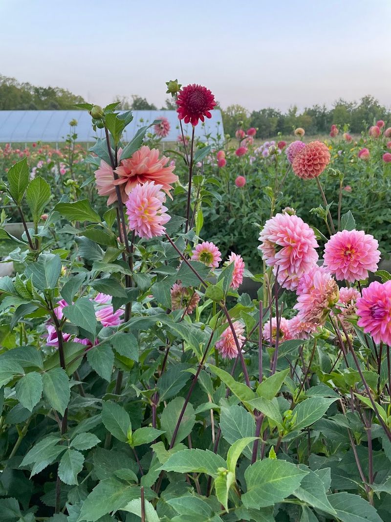 Muddy Acres Flower Farm — Plymouth Muddy Acres Flower Farm — Plymouth
