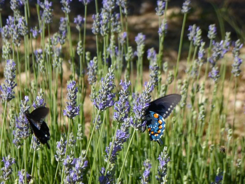 Mulberry Lavender Farm and B&B — Mulberry