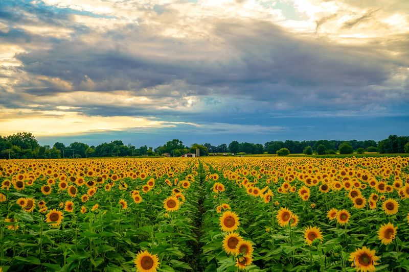 Munsell Farms — Fowlerville Munsell Farms — Fowlerville