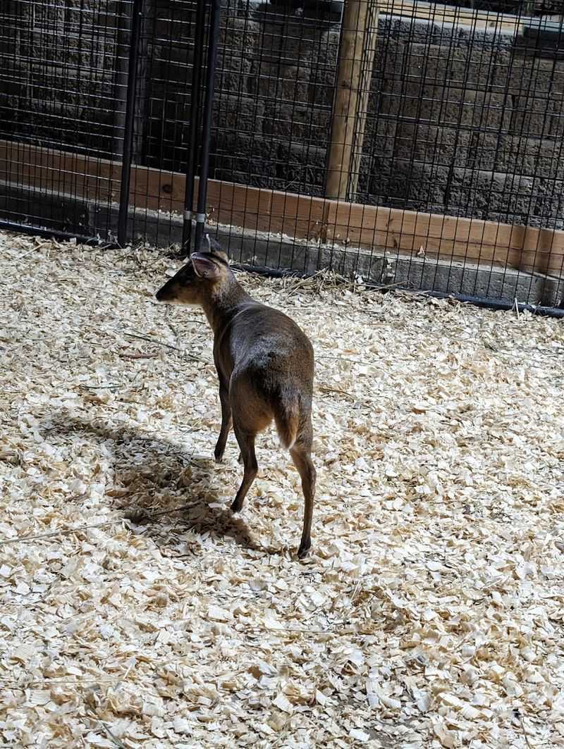 Muntjac Deer, Warthogs, Mongooses, and the Animals Nobody Expected to Love
