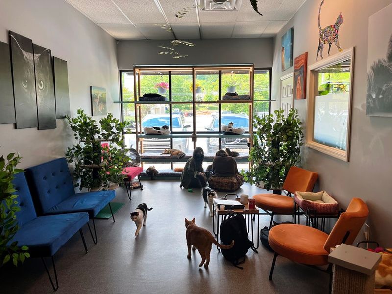 Naughty Cat Cafe — Chattanooga