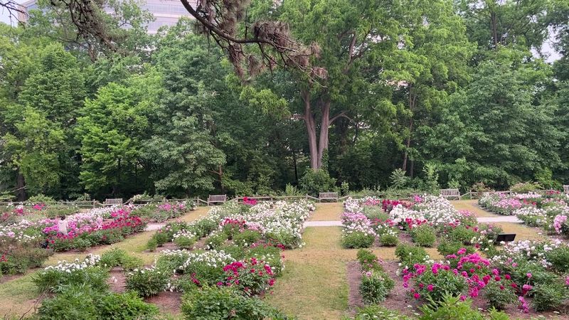 Nichols Arboretum — W.E. Upjohn Peony Garden