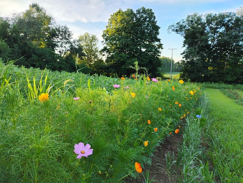 Northfarthing Farms — Jonesville Northfarthing Farms — Jonesville