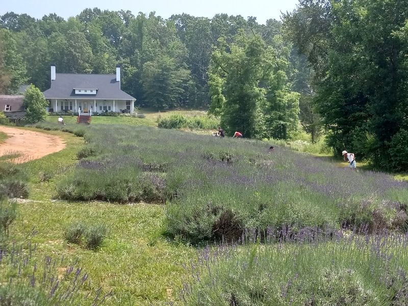 Bees, Bugs, and Botanical Surprises Hidden in the Rows