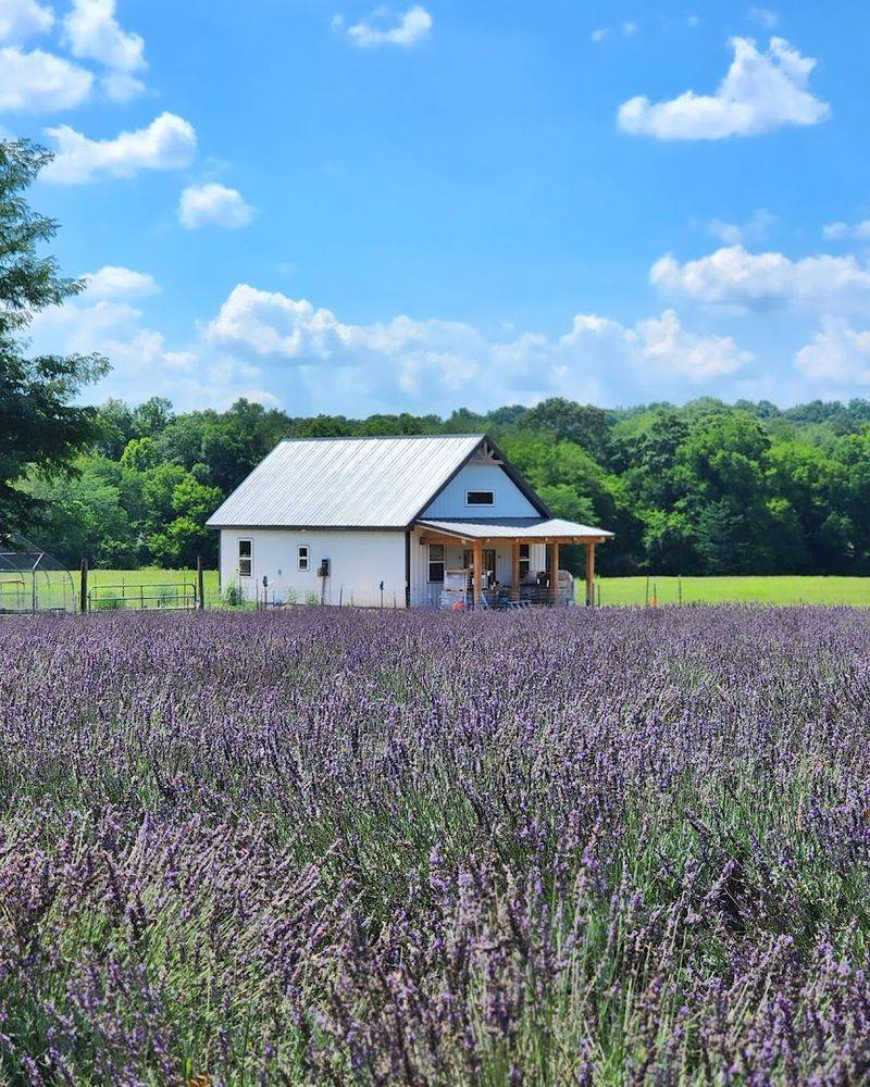 Oak Grove Lavender Farm & Event Center — Hohenwald